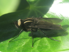 Thereva albovittata