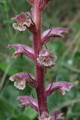 Orobanche minor