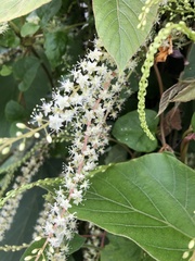 Anredera cordifolia