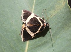 Fodina ostorius