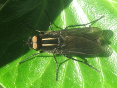 Thereva albovittata
