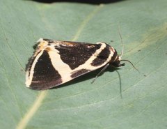 Fodina ostorius