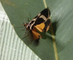 Fodina ostorius