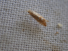 Phyllonorycter platani