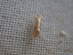 Phyllonorycter platani