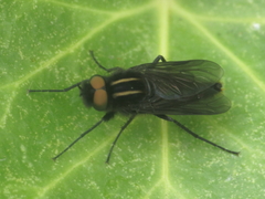Thereva albovittata