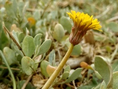 Taraxacum bessarabicum