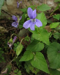 Viola alba dehnhardtii