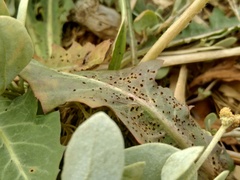 Puccinia taraxaci