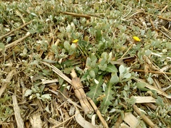 Taraxacum bessarabicum