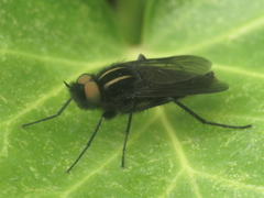 Thereva albovittata