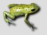 Alto de Buey Poison Frog