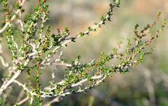 Cliffortia brevifolia