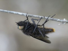 Thereva albovittata