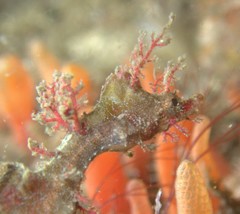 Idiotropiscis lumnitzeri