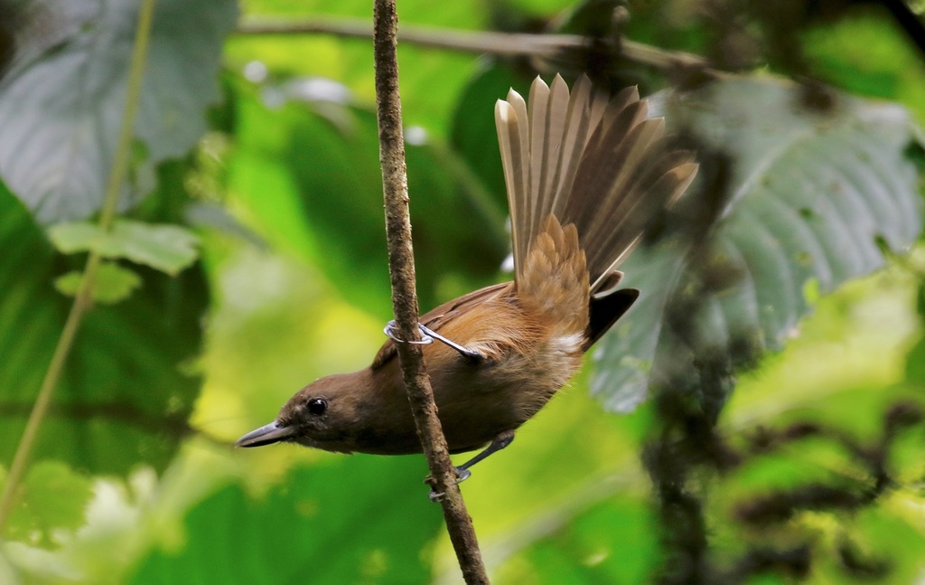 Fiji Shrikebill