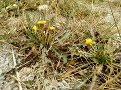 Taraxacum bessarabicum