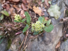 Hylotelephium maximum