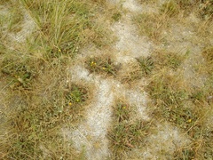 Taraxacum bessarabicum