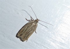 Agonopterix umbellana