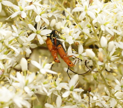 Stenoderus ostricilla