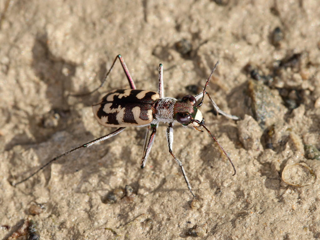 Cephalota circumdata