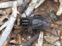 Thereva albovittata