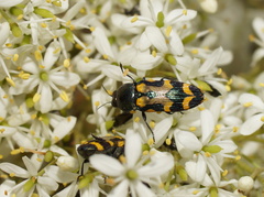 Castiarina wilsoni