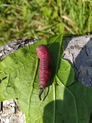 Cerura