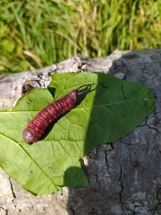 Cerura