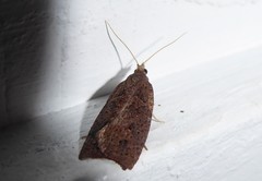Planotortrix notophaea