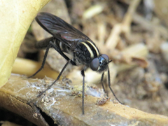 Thereva albovittata