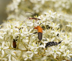 Stenoderus ostricilla