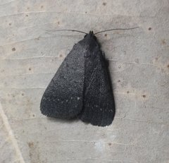 Hydrillodes metisalis