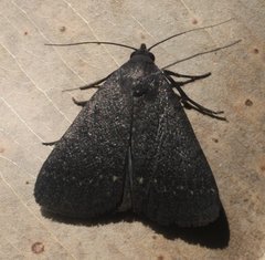 Hydrillodes metisalis