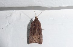 Planotortrix notophaea