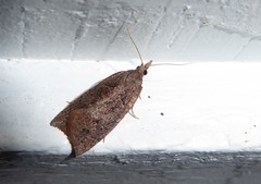 Planotortrix notophaea