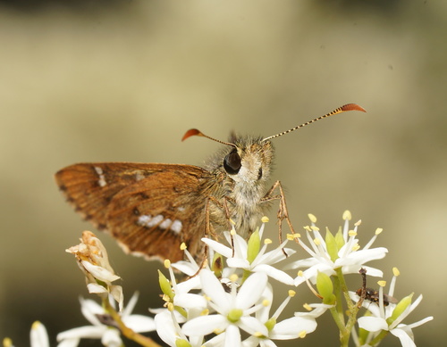 Barred Skipper