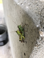 Ognevia longipennis