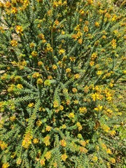 Phyllota grandiflora