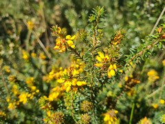 Phyllota grandiflora