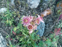 Sempervivum caucasicum