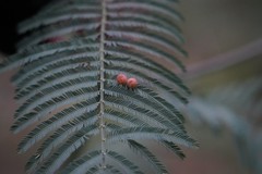 Austroacacidiplosis botrycephalae