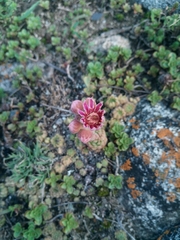Sempervivum caucasicum