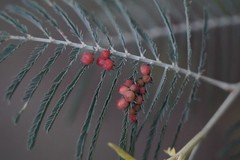 Austroacacidiplosis botrycephalae