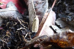 Agonopterix umbellana