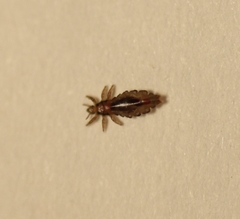 Pediculus humanus capitis
