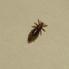 Pediculus humanus capitis