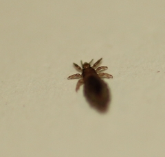 Pediculus humanus capitis