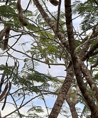 Philemon citreogularis